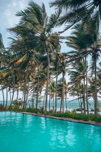 Palm tree by sea against sky