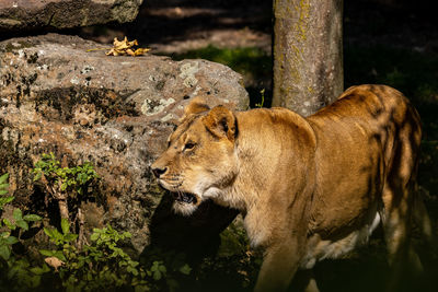 View of a cat looking away