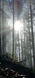 Sunlight streaming through trees in forest