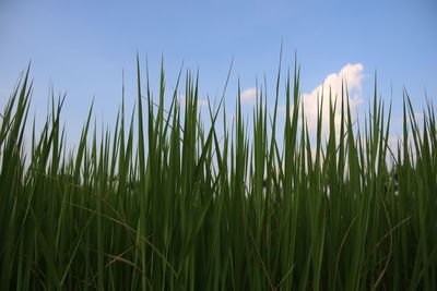 Close-up of fresh field against clear sky