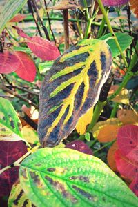 Close-up of autumn leaves on tree