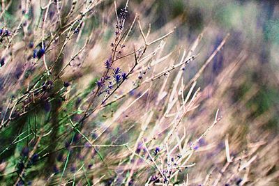 Close-up of plant