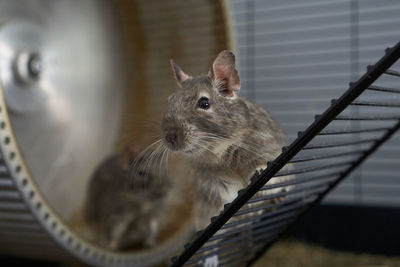 Close-up of a cat in cage