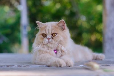 Portrait of a cat