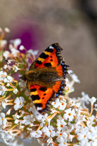 Close-up of tortoiseshell butterfly pollinating on white flower