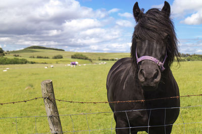 Close-up of horse in a field