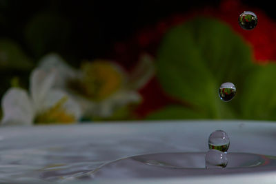 Close-up of water drop on plant