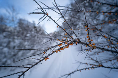 Low angle view of bare tree against sky during winter