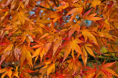 Close-up of maple leaves on tree during autumn