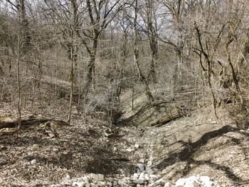 View of bare trees in the forest