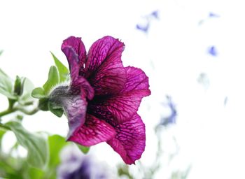 Close-up of purple flower blooming outdoors