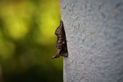 Close-up of a scarce chocolate-tip moth on tree trunk against wall