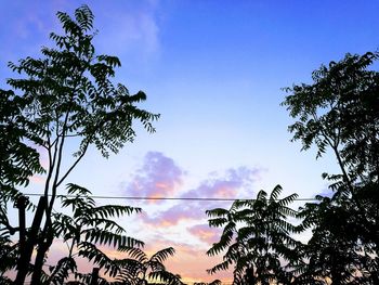 Low angle view of trees against sky