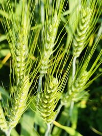 Close-up of wheat growing on field