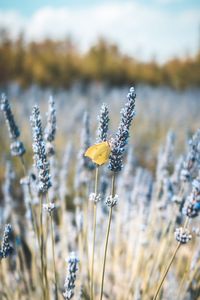 Close-up of yellow butterfly flowering plant on field