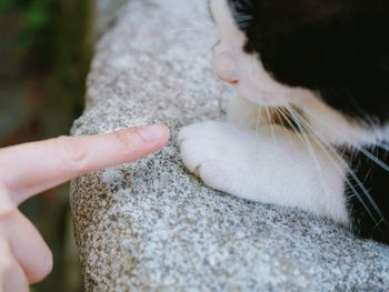 Close-up of hand feeding cat