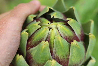 Detail shot of artichoke