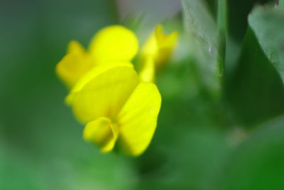 Close-up of yellow flower