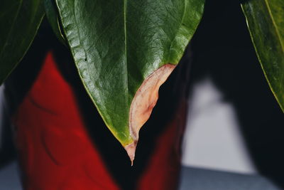 Close-up of fresh green leaves