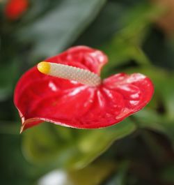 Close-up of red flower blooming outdoors