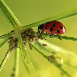 Close-up of ladybug on plant