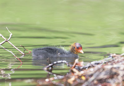 Birds swimming in lake