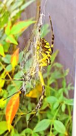 Close-up of insect on leaf