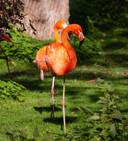View of orange flamingos on land