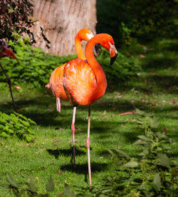 View of orange bird on land