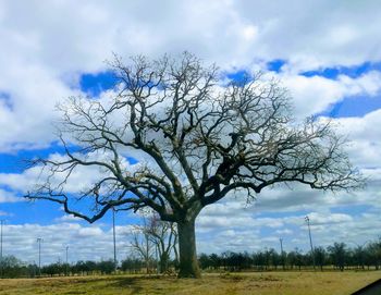 Bare tree on field against sky