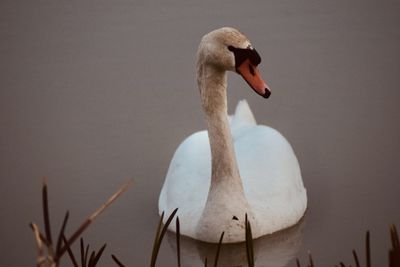 Swan in lake