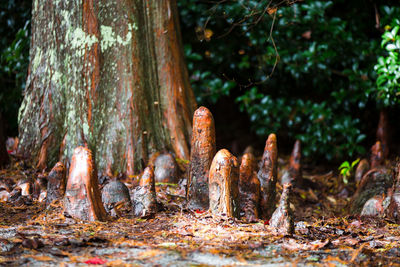 Bald cypress tree in forest
