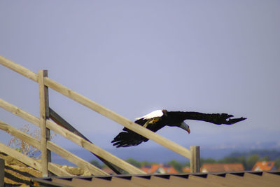 Low angle view of bird flying in sky