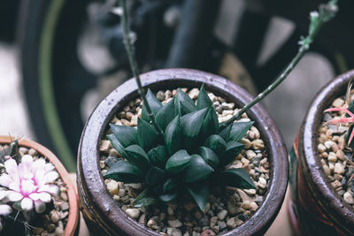 Close-up of potted plant