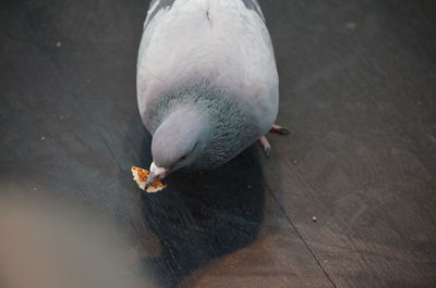 High angle view of bird on table