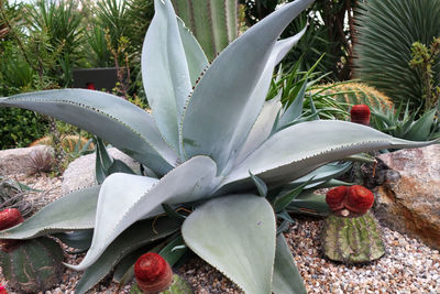 Close-up of succulent plant growing in garden