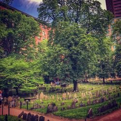 Trees growing in cemetery