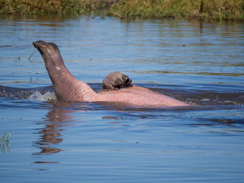 Hippotaumus rolling and playing in water, moremi game reserve, botswana