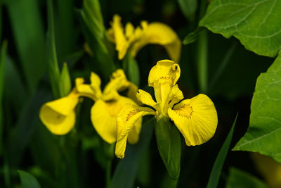 Wild yellow iris flowers in full bloom, in a garden in a summer day, beautiful outdoor 