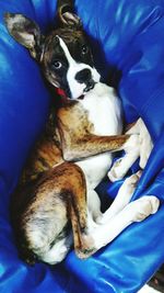 High angle view of dog relaxing on bed