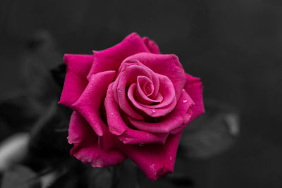 Close-up of pink rose