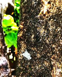 Close-up of insect on tree trunk