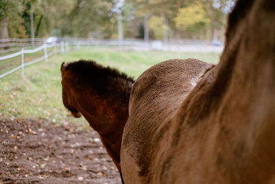 Close up of a donkey on field