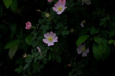 Close-up of flowers blooming in park