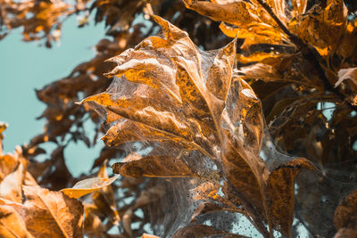 A group of moth caterpillars on dry leaves