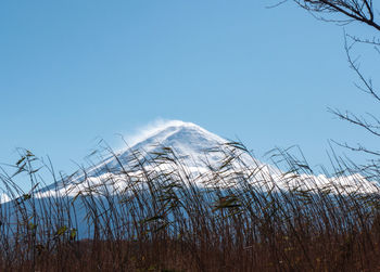 Plants growing on land against clear blue sky