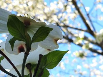 Low angle view of fresh white flower blooming on tree against sky