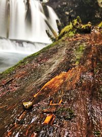 Close-up of tree trunk