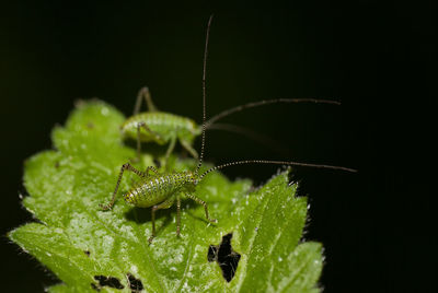 Close-up of insect on leaf against black background
