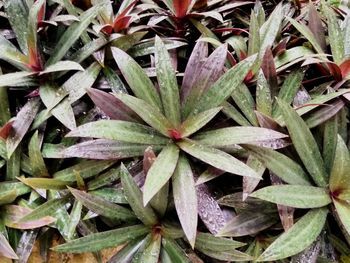 Full frame shot of wet plant leaves